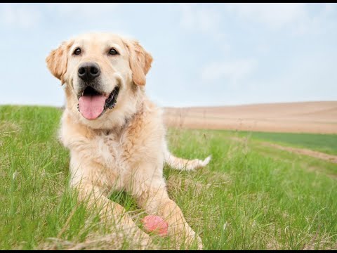 Video of the Nemtek Petstop Kit